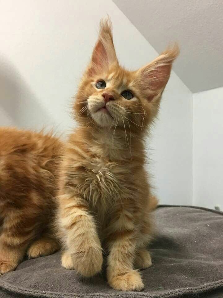 maine coon cat price