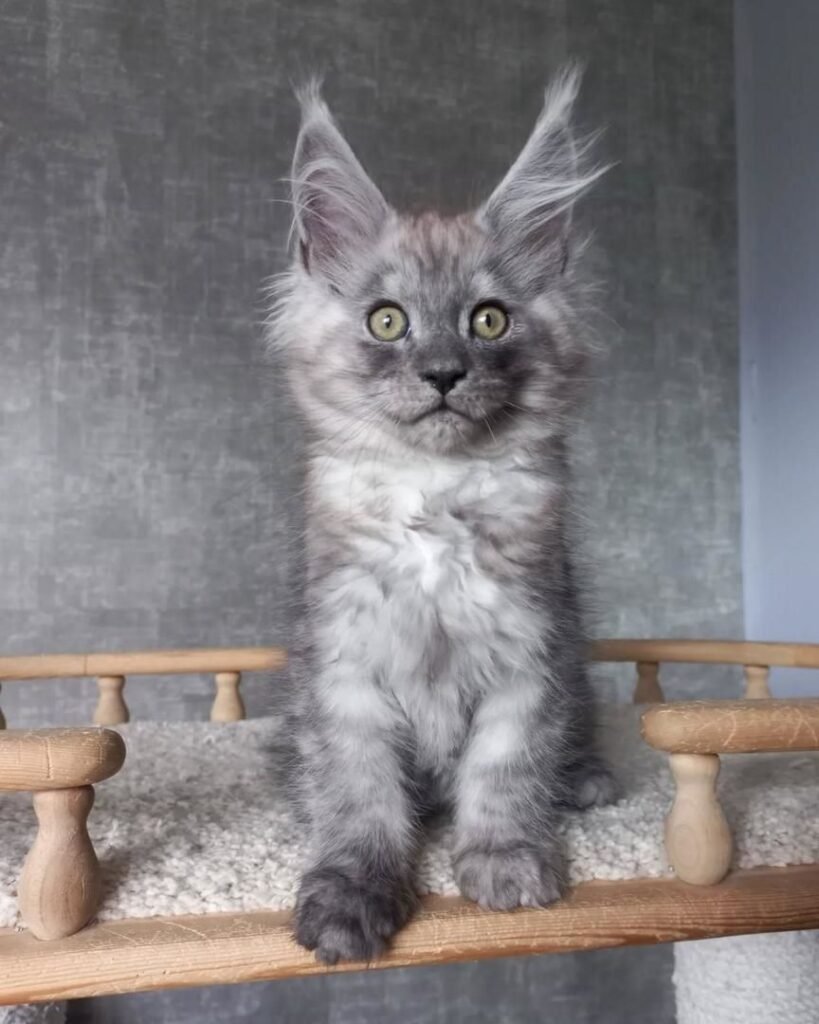 maine coon cats for sale near