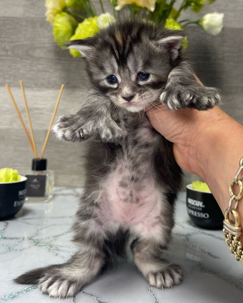 giant maine coon kittens for sale